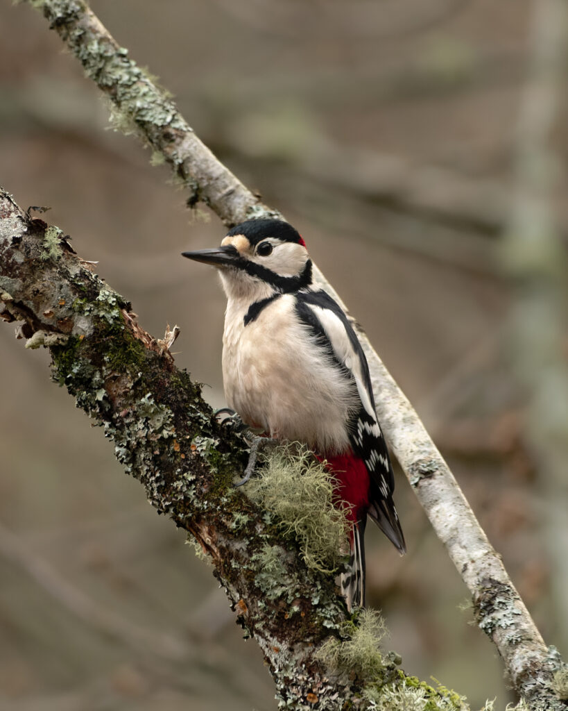 Photo of Great Spotted Woodpecker